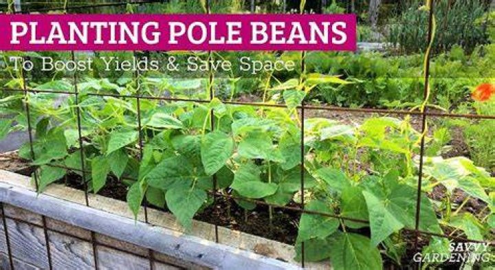 How do you plant pole lima beans?