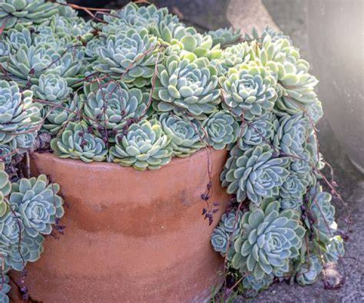 How do you plant succulents with rocks and soil?