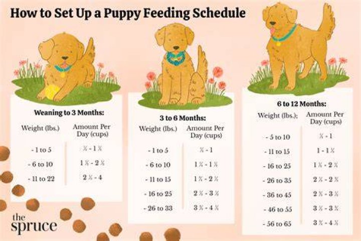 How do you potty train a St Bernard puppy?
