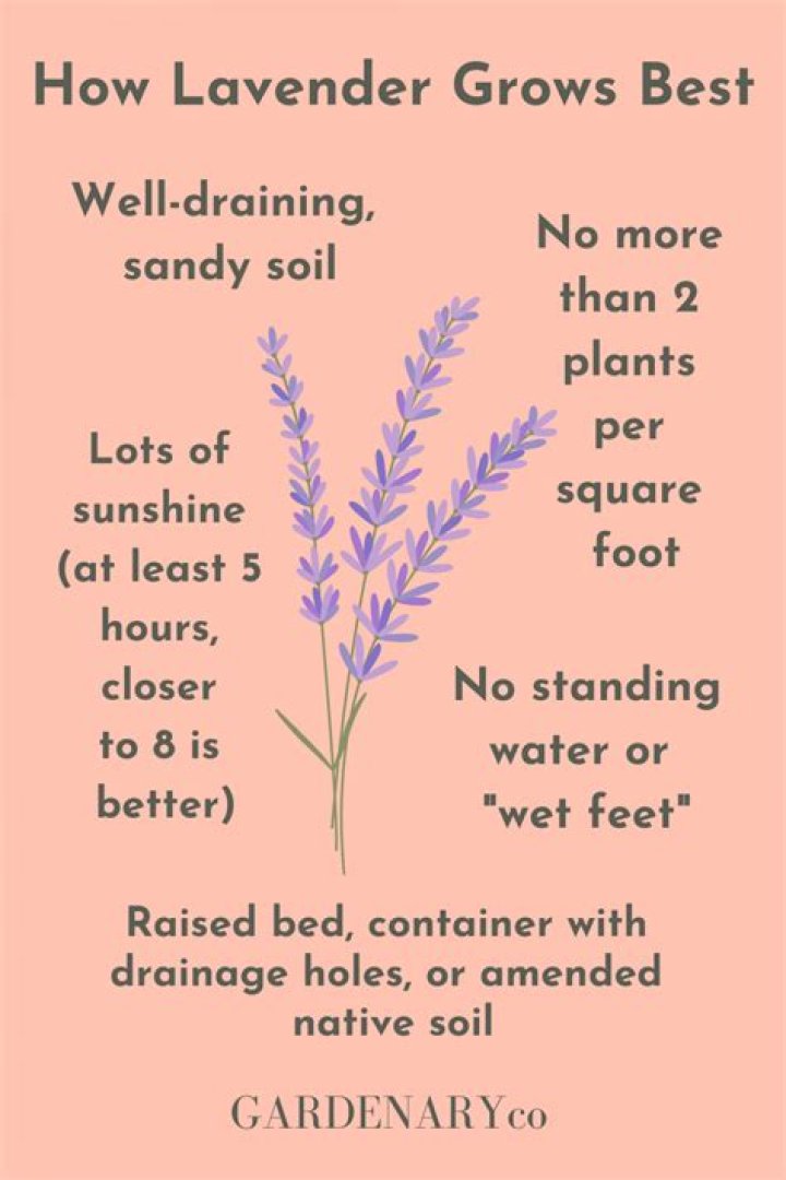 How do you prepare lavender?
