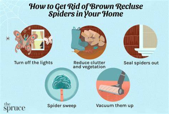 How do you prevent brown recluse spiders?