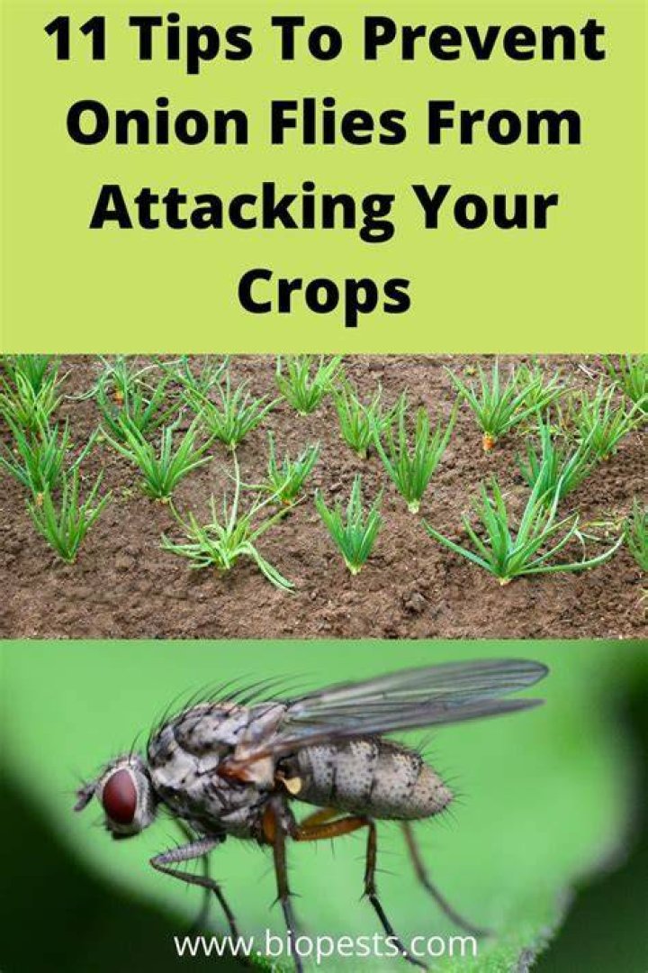 How do you prevent onion flies?