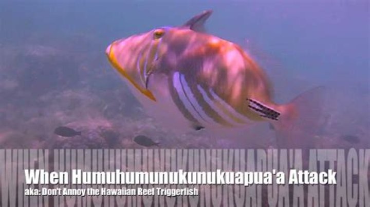 How do you pronounce Humuhumunukunukuapua?a?