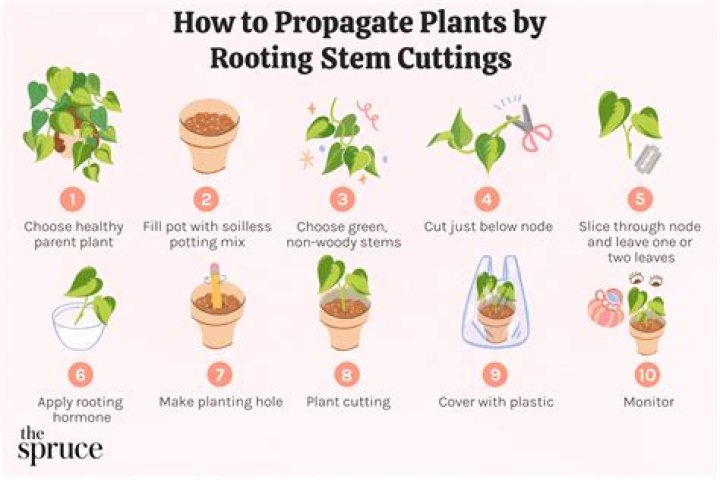 How do you propagate Leucadendrons?