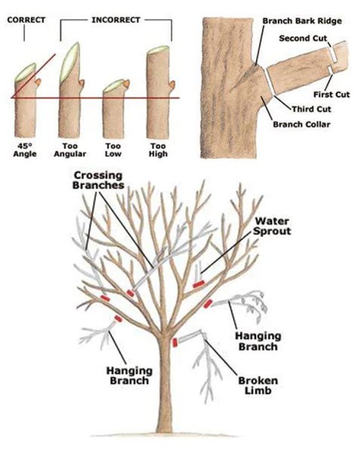 How do you prune a ginger plant?