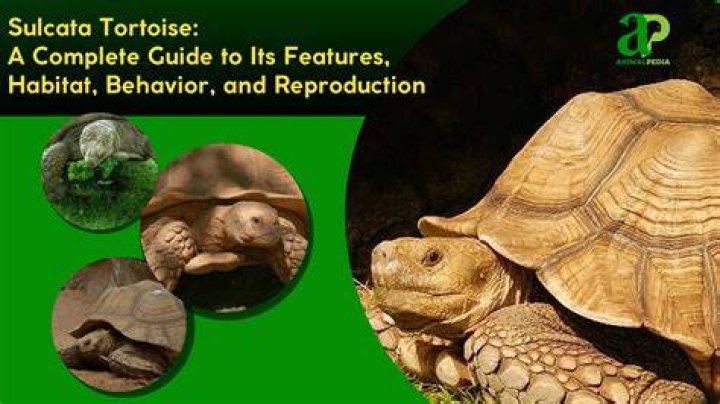 How do you raise a sulcata tortoise?