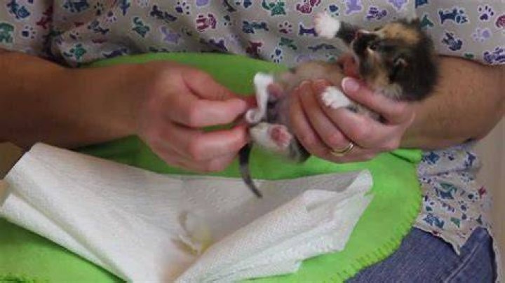 How do you raise an orphaned kitten?