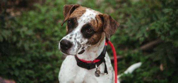 How do you rehome a puppy?