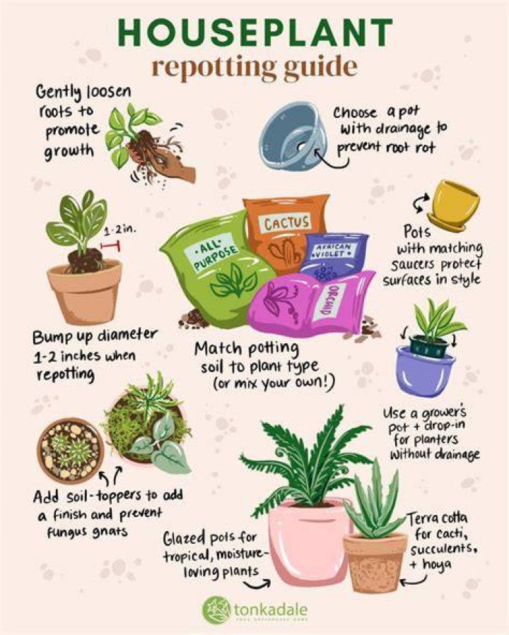 How do you repot a flamingo plant?