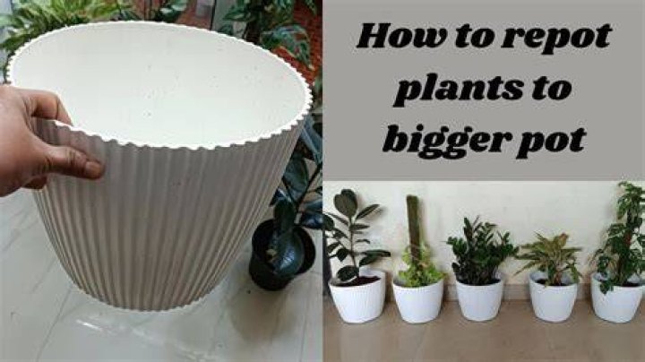 How do you repot a plant in a bigger pot?