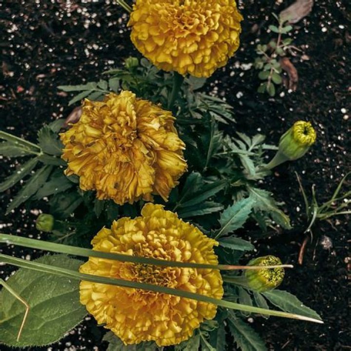 How do you revive a dying marigold?