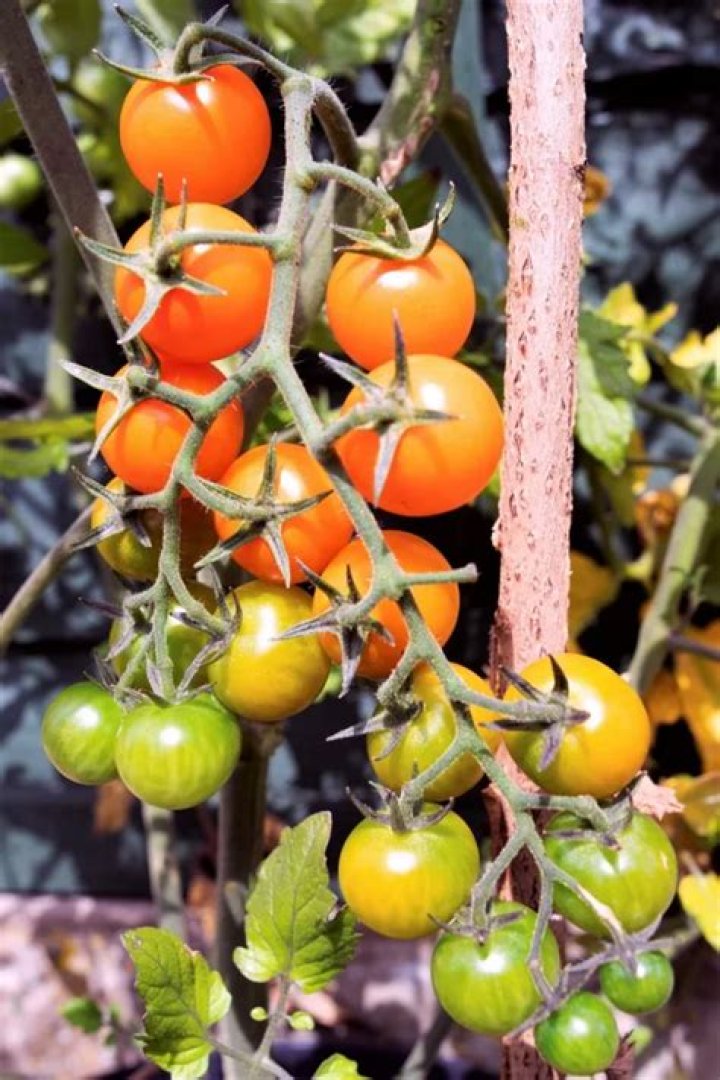 How do you ripen green cherry tomatoes off the vine?