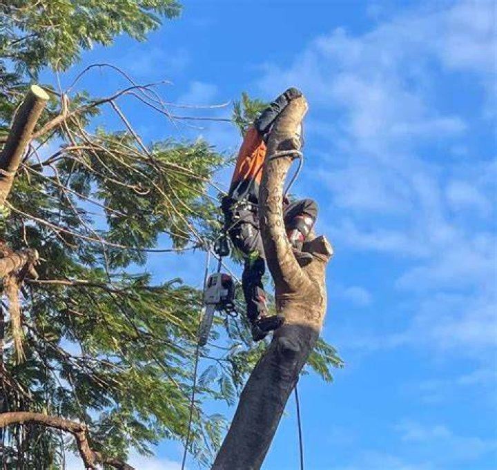 How do you safely top a tree?