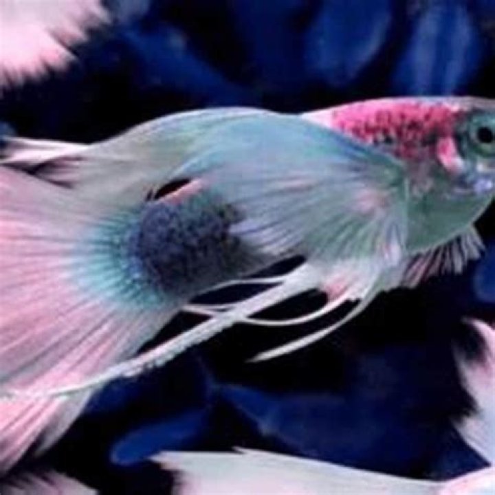 How do you save a dying fighting fish?