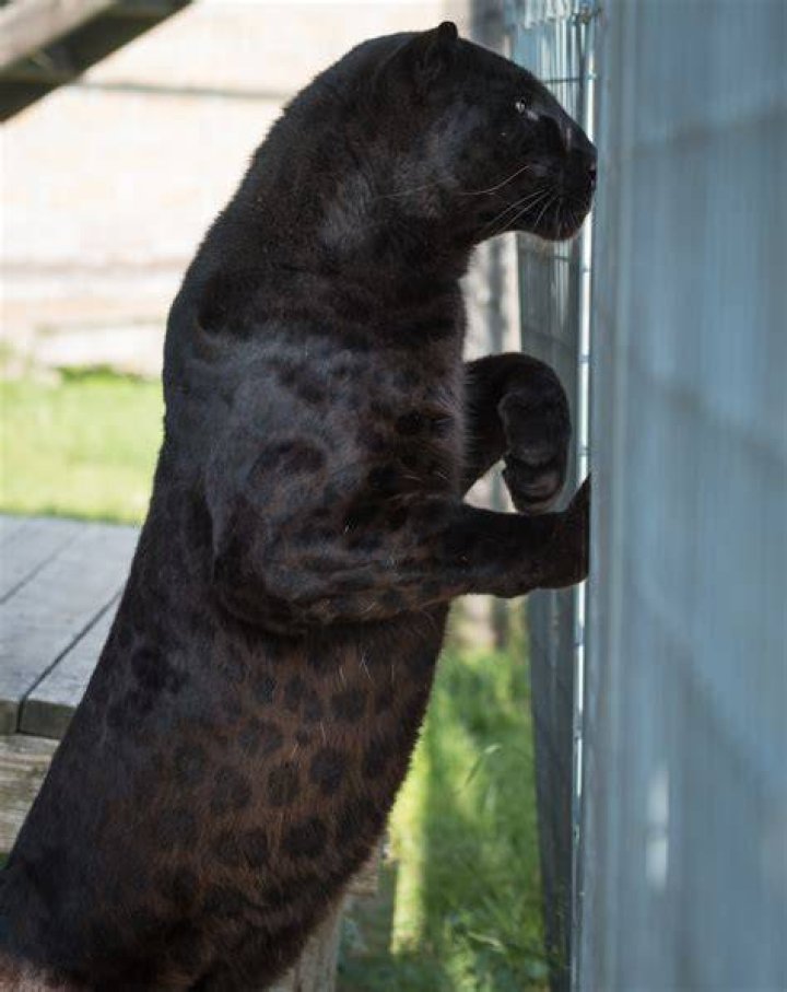 How do you say panther in Hawaiian?