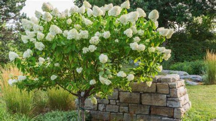 How do you shape a hydrangea tree?