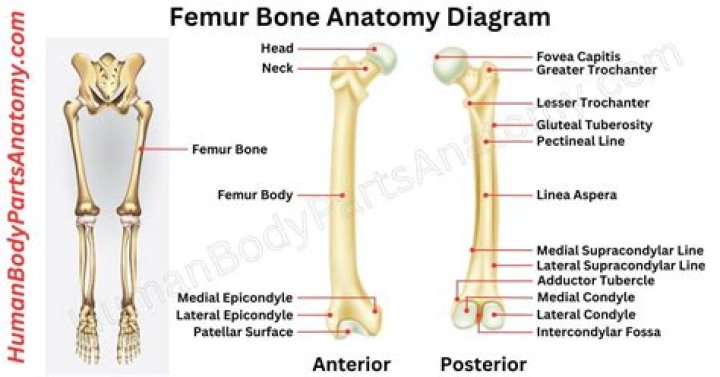 How do you side your femur?
