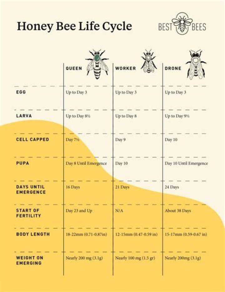 How do you start a honey bee colony?