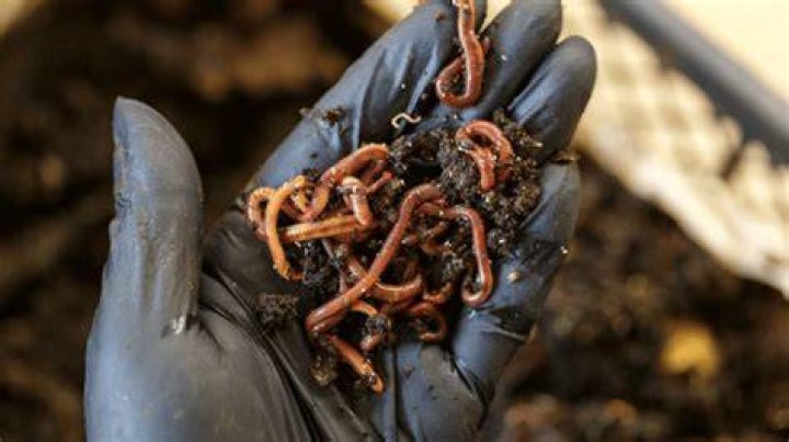 How do you start a nightcrawler worm bed?
