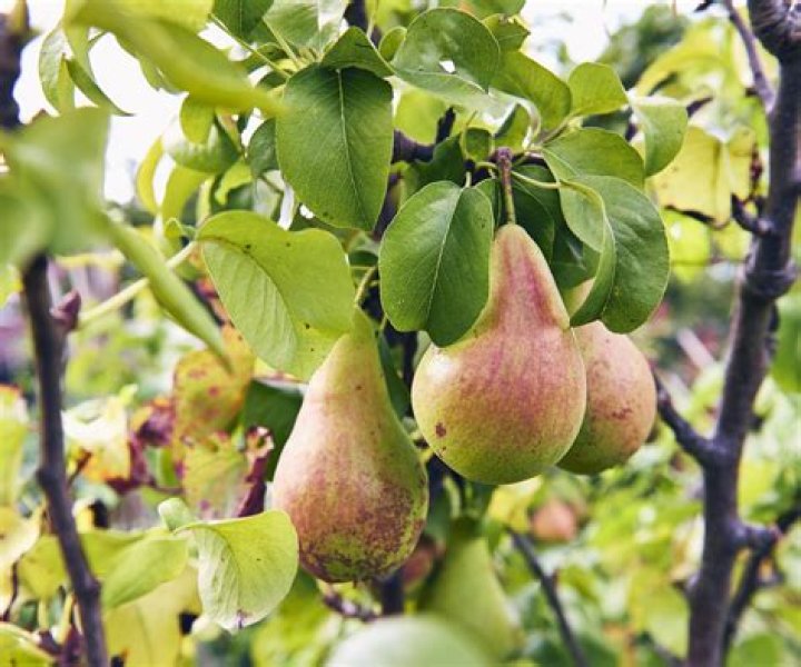 How do you start a pear tree from a seed?
