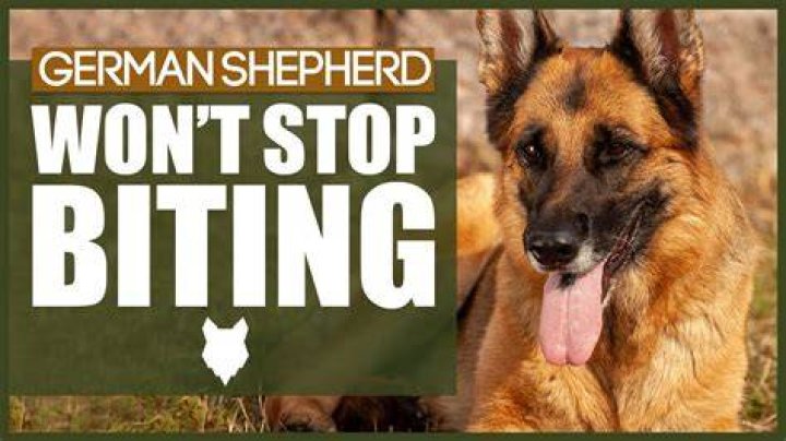 How do you stop a German shepherd from biting?
