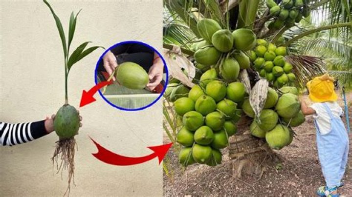 How do you stop coconuts from falling?