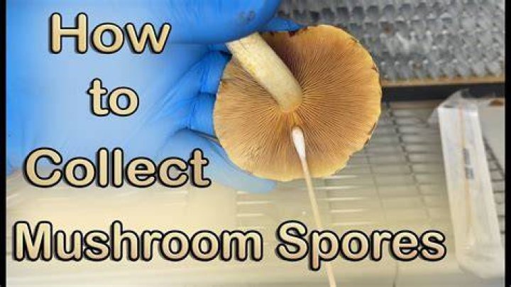 How do you store mushroom spores?
