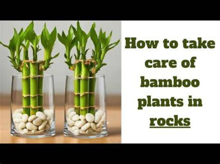 How do you take care of a bamboo garden?