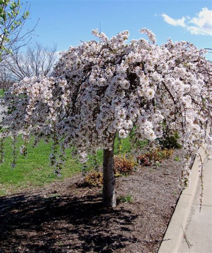 How do you take care of a dwarf weeping cherry tree?