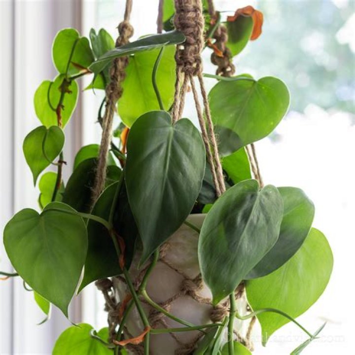 How do you take care of a heartleaf philodendron?
