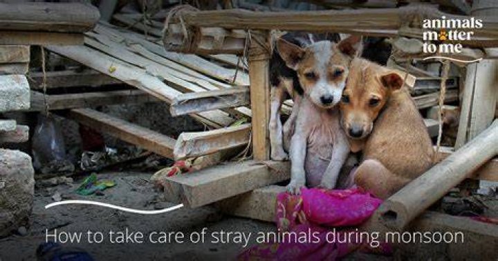 How do you take care of a stray animal?