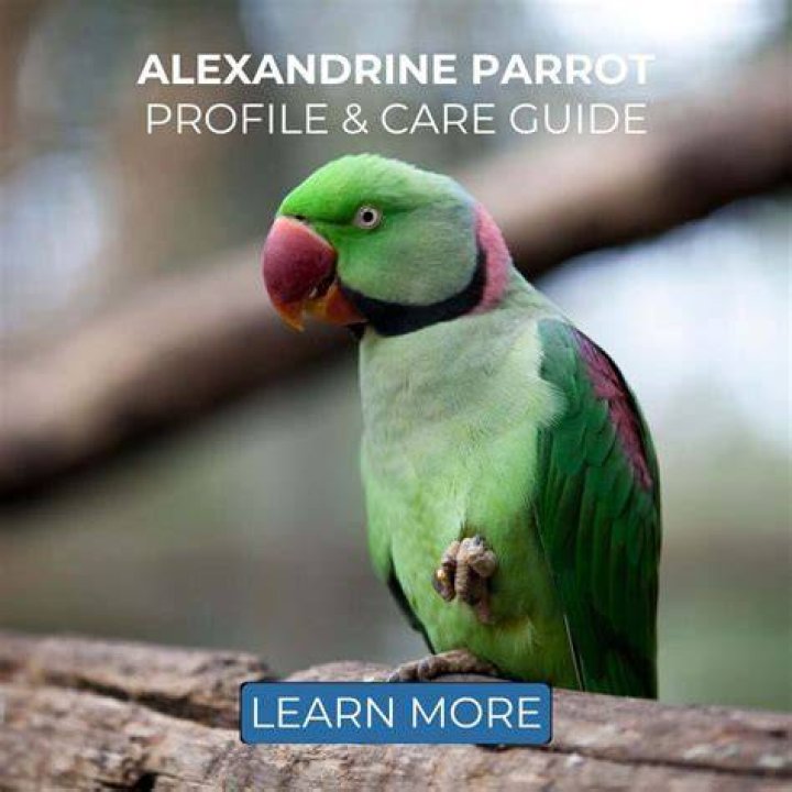 How do you take care of an Alexandrine parrot?