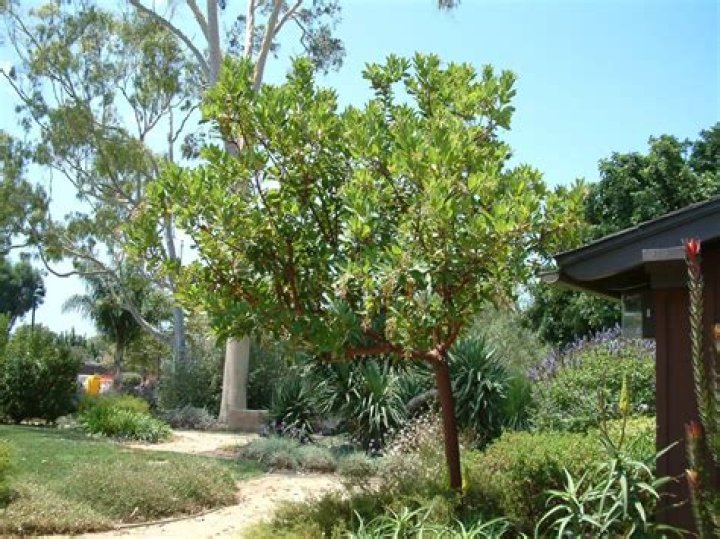 How do you take care of an arbutus tree?