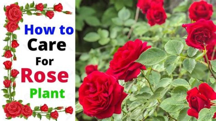 How do you take care of roses in the fall?