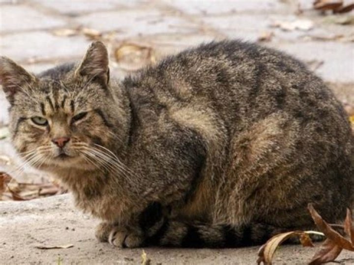 How do you tell if a cat is a stray or pet?