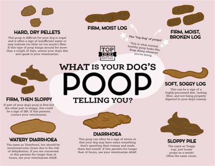 How do you tell if your dog is mad at you?