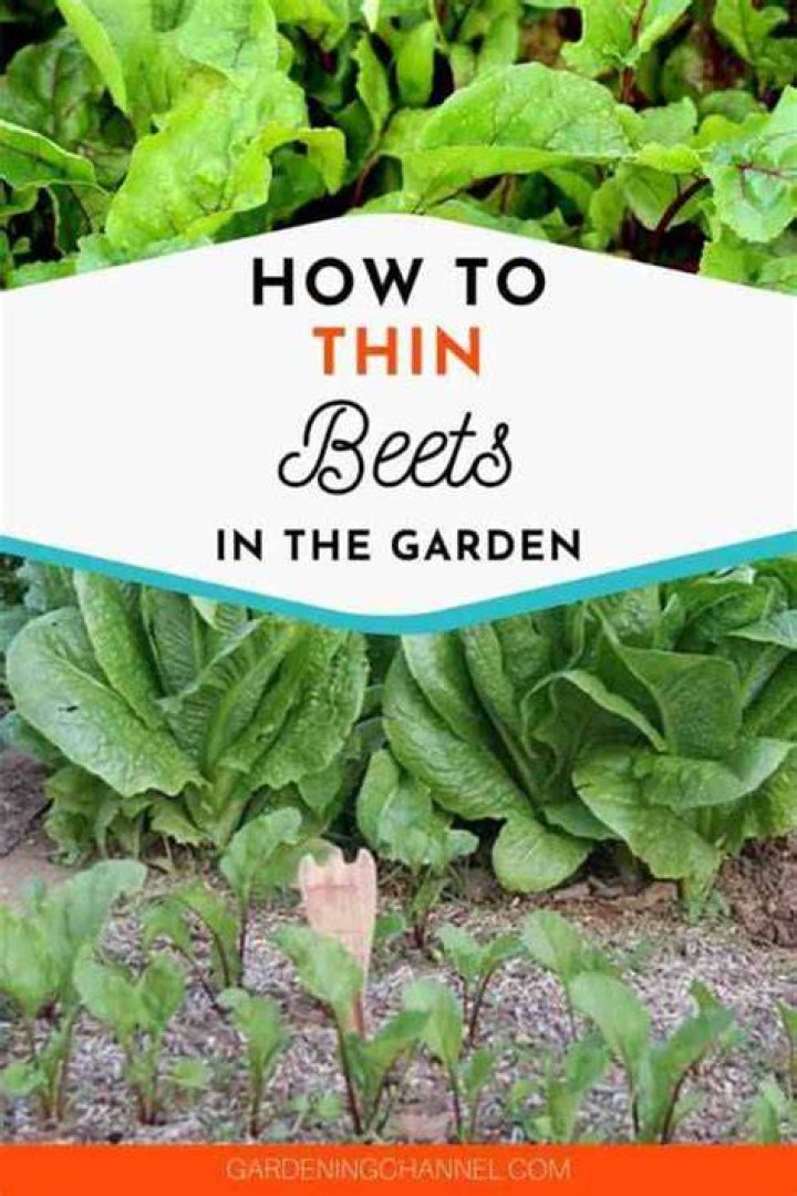 How do you thin beets in a garden?
