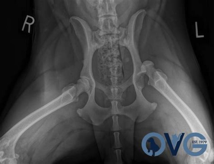 How do you treat a dislocated hip in a dog?