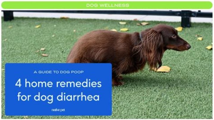 How do you treat colitis in dogs naturally?