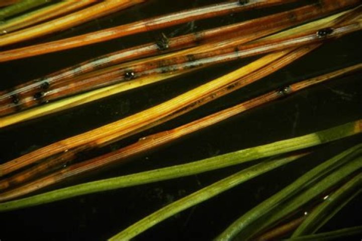 How do you treat Dothistroma needle blight?