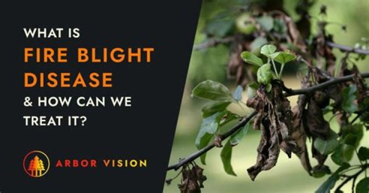 How do you treat fire blight organically?