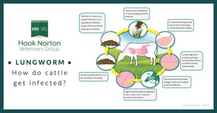How do you treat lungworm in cattle?