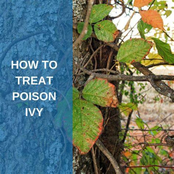 How do you treat poison ivy with black spots?