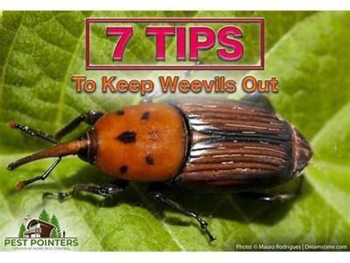 How do you treat weevils?