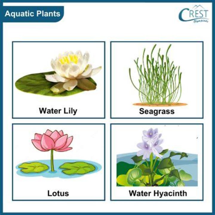 How do you trim aquatic plant stems?