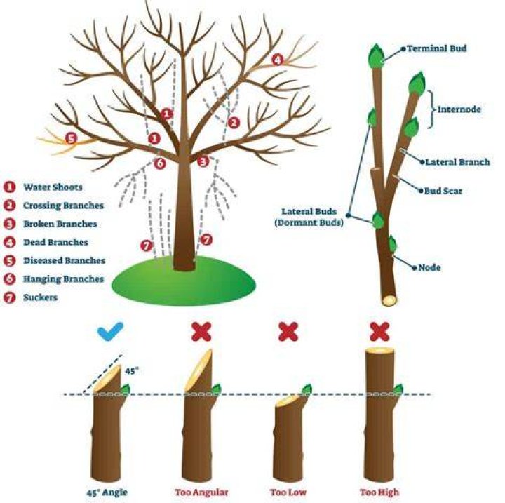 How do you trim pine trees?