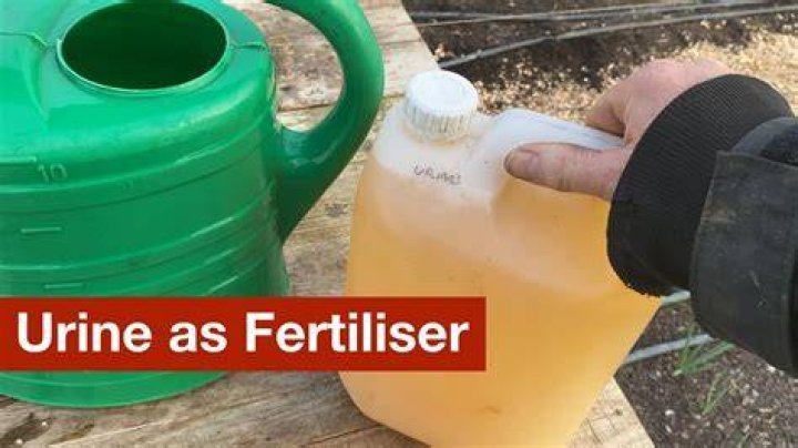 How do you use human urine as fertilizer?