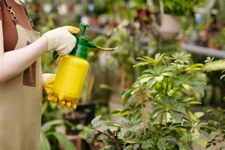How do you use neem oil on houseplants?