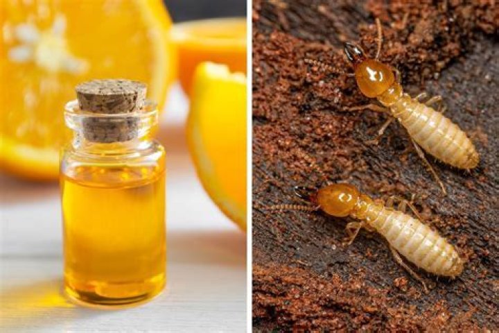 How do you use orange oil for termites?