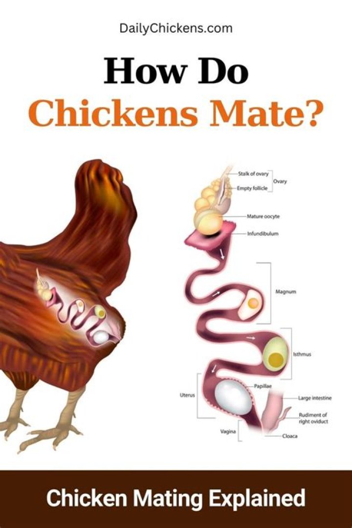 How does a chicken mate?